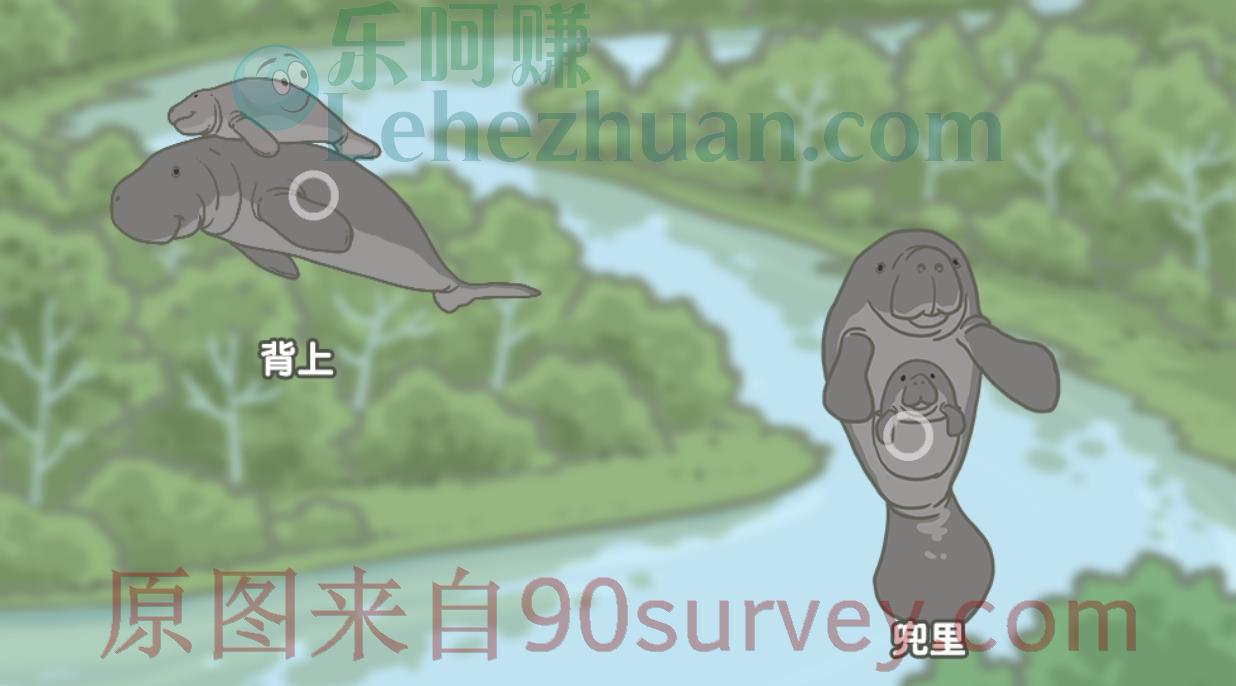 亚马孙海牛妈妈在游泳时,可能会把宝宝放在?