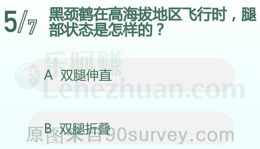 黑颈鹤在高海拔地区飞行时,腿部状态是怎样的?