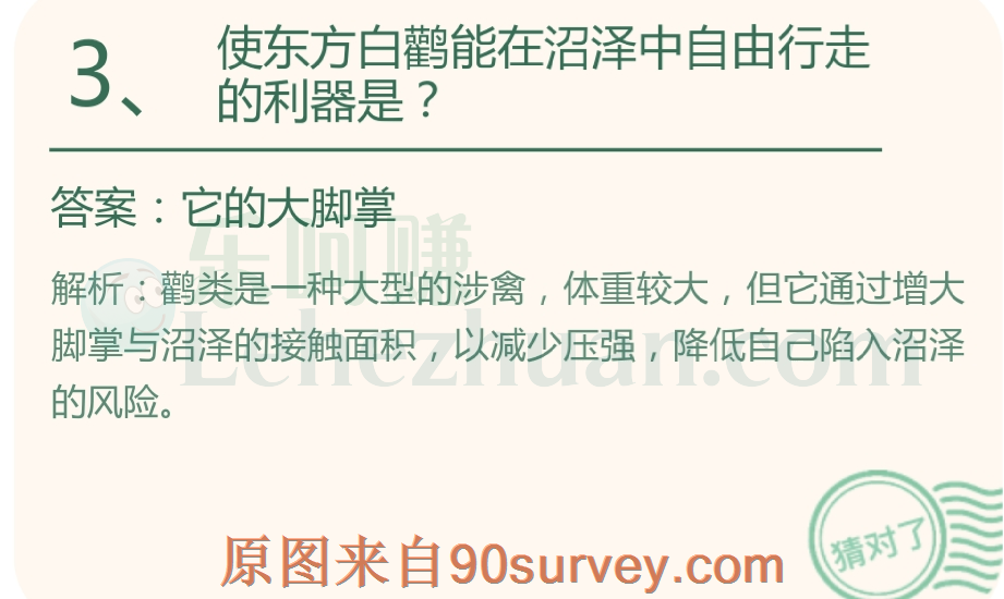 使东方白鹳能在沼泽中自由行走的利器是?