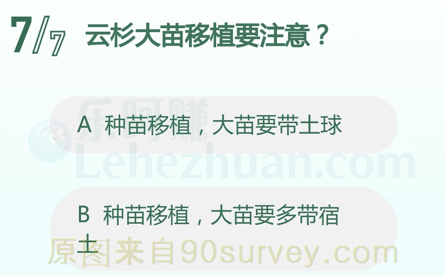 云杉大苗移植要注意?
