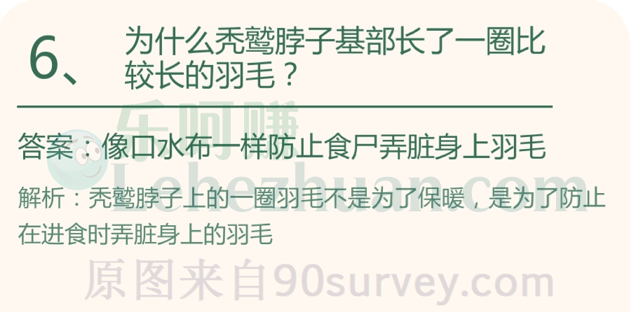 为什么秃鹫脖子基部长了一圈比较长的羽毛?