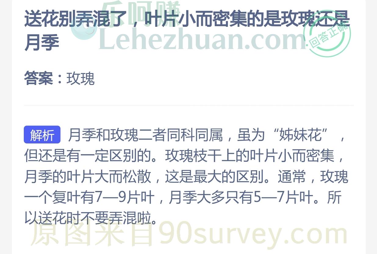 送花别弄混了,叶片小而密集的是玫瑰还是月季?答案:玫瑰 送花别弄混了,叶片小而密集的是玫瑰还是月季?答案:玫瑰