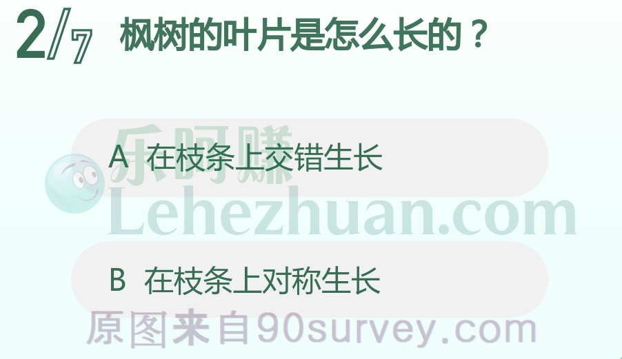 枫树的叶片是怎么长的？