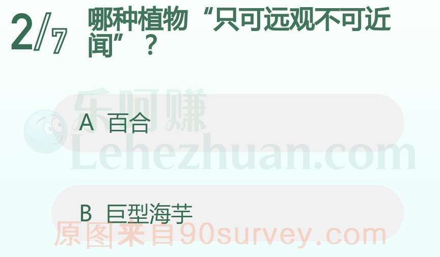 植物巨型海芋只可远观不可近闻 植物巨型海芋只可远观不可近闻