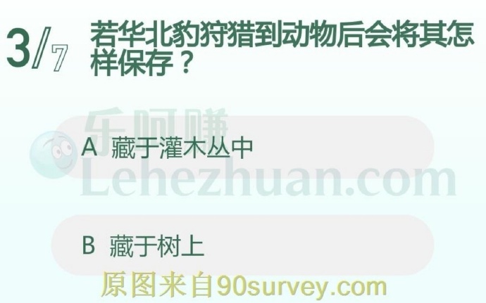若华北豹狩猎到动物后会将其怎样保存?
