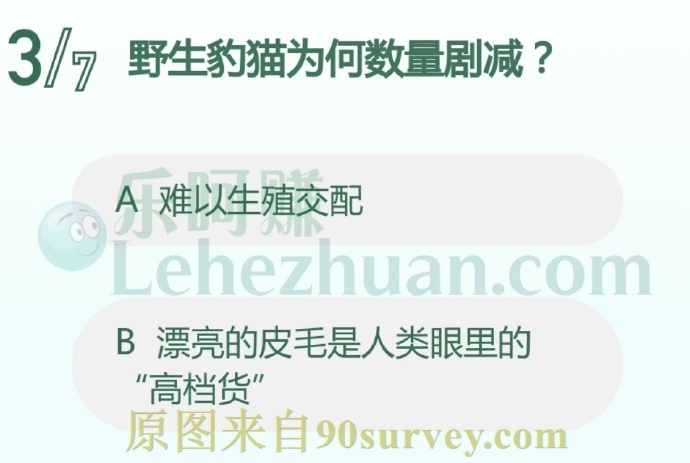 野生豹猫为何数量剧减?
