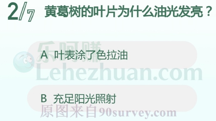 黄葛树的叶片为什么油光发亮?
