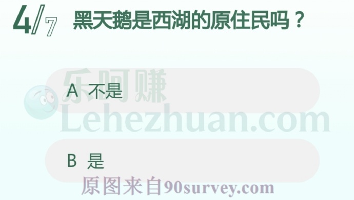 黑天鹅是西湖的原住民吗?