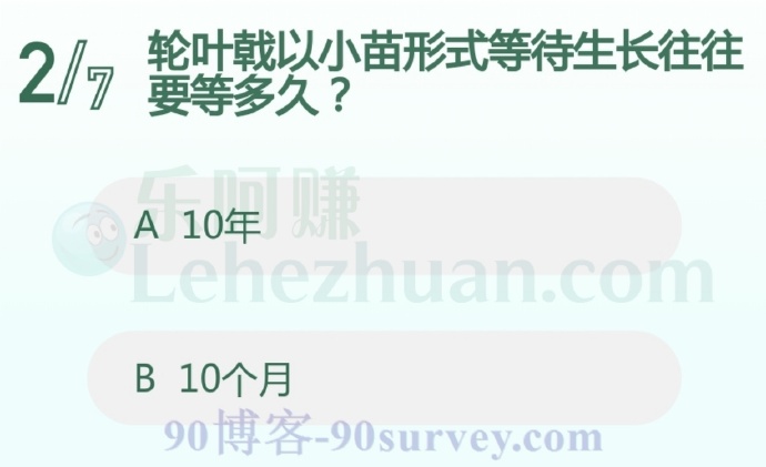 轮叶戟以小苗形式等待生长往往要等多久?