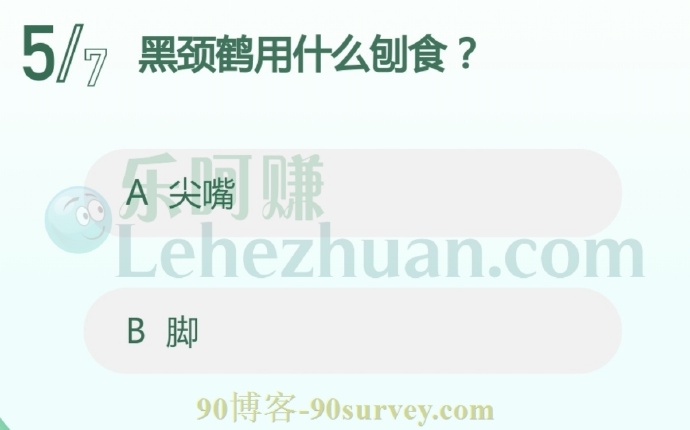 黑颈鹤用尖嘴刨食