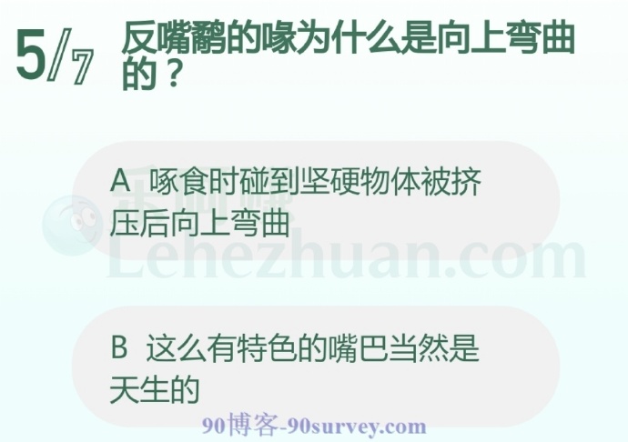 反嘴鹬的喙为什么是向上弯曲的?
