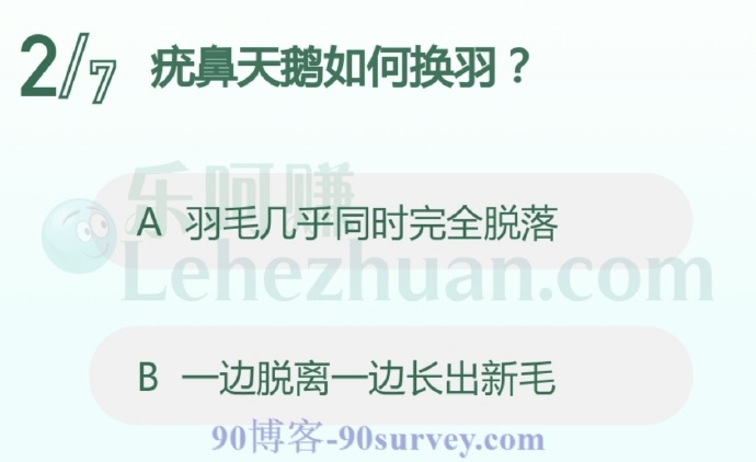 疣鼻天鹅如何换羽?