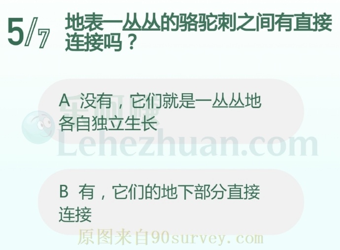 地表一丛丛的骆驼刺之间有直接连接吗?