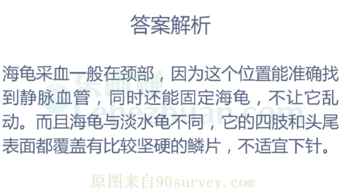 救助海龟需要采血时,最合适的位置是?