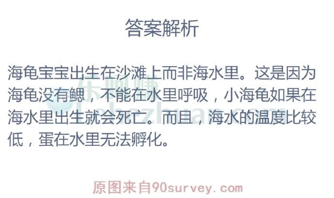 海龟宝宝出生在哪里?