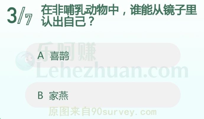 喜鹊是人类已知的唯一能从镜子里认出自己的非哺乳动物