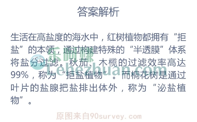 以下哪种红树植物过滤盐分的效率高达99%?