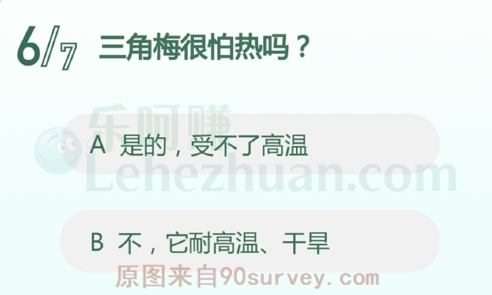 三角梅很怕热吗?
