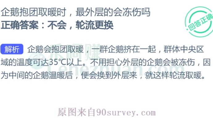 企鹅抱团取暖时,最外层的会冻伤吗?