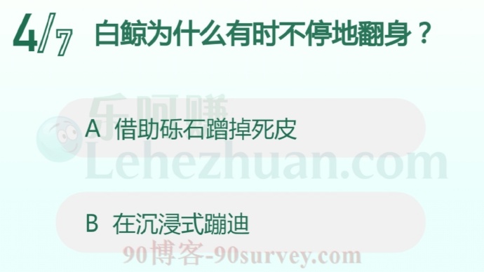 白鲸为什么有时不停地翻身?