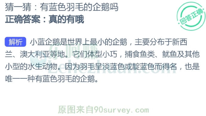 有蓝色羽毛的企鹅吗?