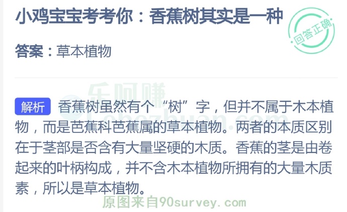 香蕉树其实是一种?