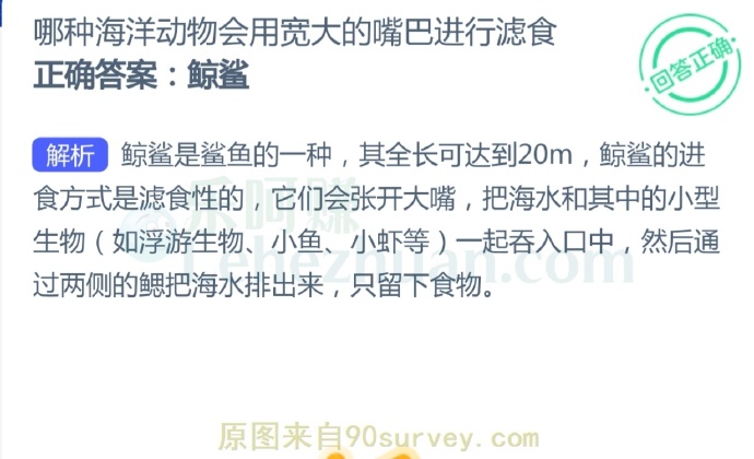 哪种海洋动物会用宽大的嘴巴进行滤食?