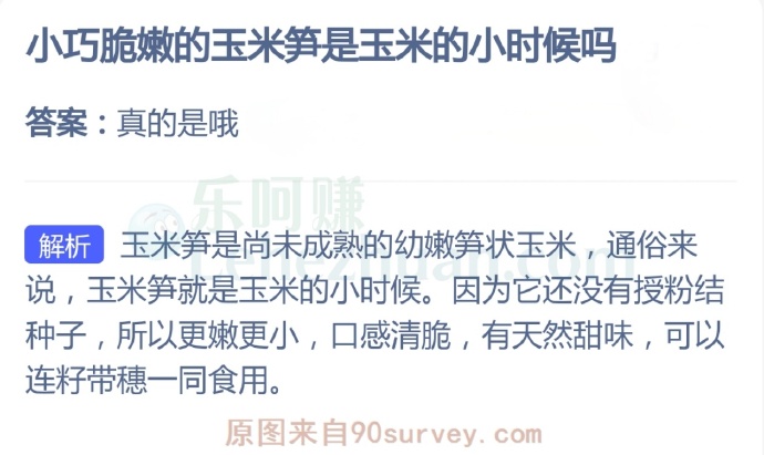 小巧脆嫩的玉米笋是玉米的小时候吗?