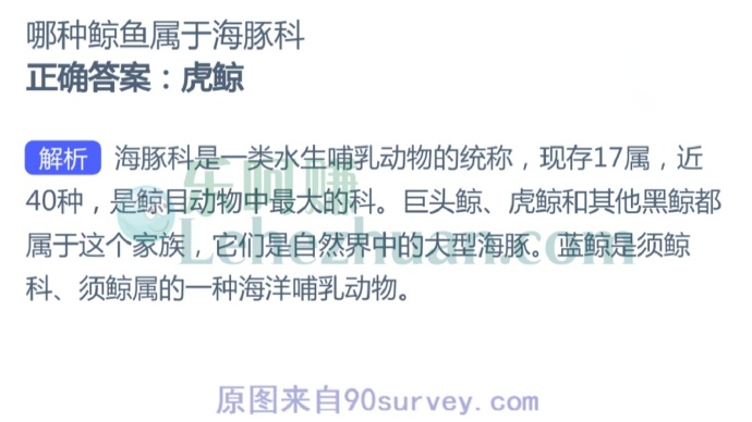 哪种鲸鱼属于海豚科?