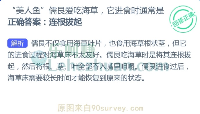 “美人鱼”儒艮爱吃海草,它进食时通常是?