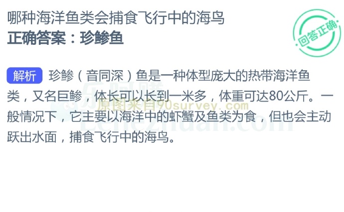 哪种海洋鱼类会捕食飞行中的海鸟?