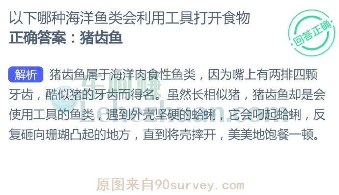 以下哪种海洋鱼类会利用工具打开食物?