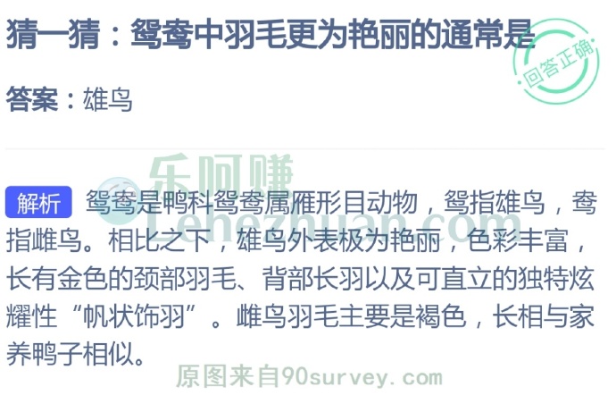鸳鸯中羽毛更为艳丽的通常是?