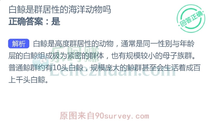 白鲸是群居性的海洋动物吗?