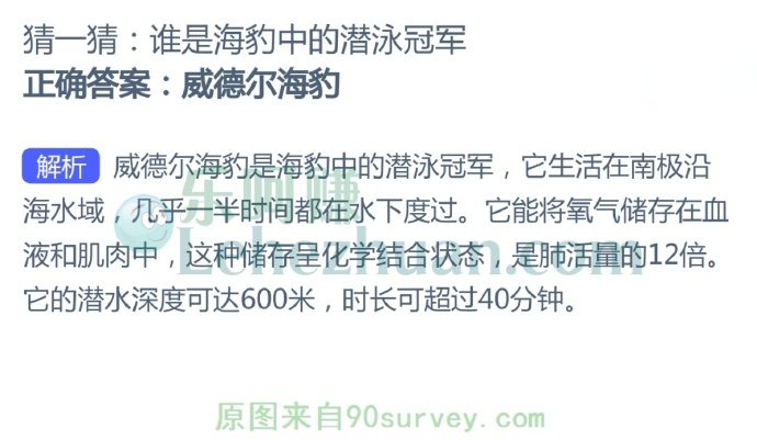 谁是海豹中的潜泳冠军?