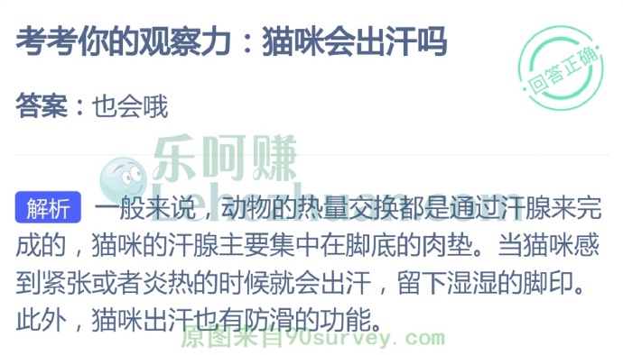 猫咪会出汗吗?