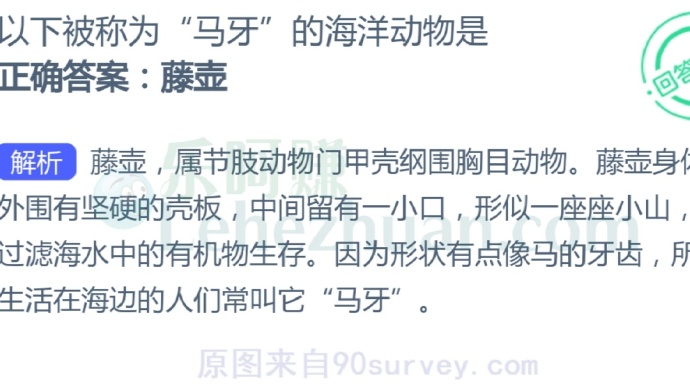 以下被称为“马牙”的海洋动物是?