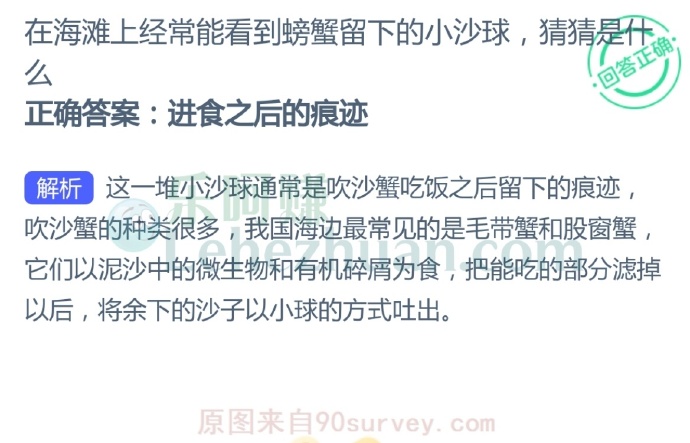 在海滩上经常能看到螃蟹留下的小沙球,猜猜是什么?