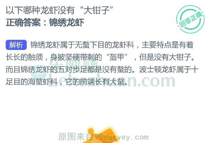 以下哪种龙虾没有“大钳子” ?