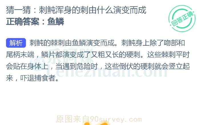刺鲀浑身的刺由什么演变而成?