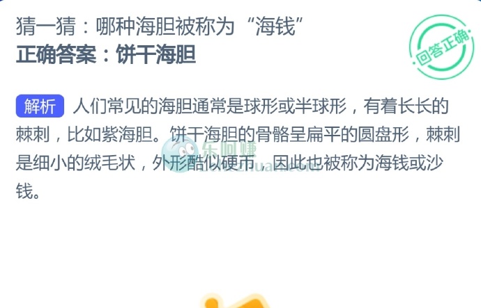 猜一猜:哪种海胆被称为“海钱”?