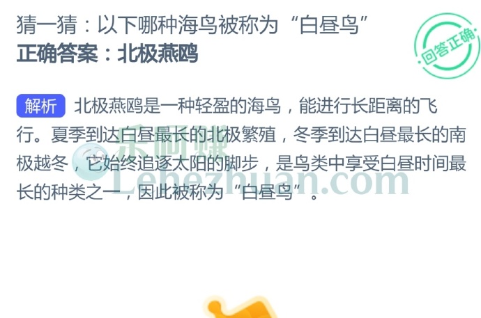 以下哪种海鸟被称为“白昼鸟”?