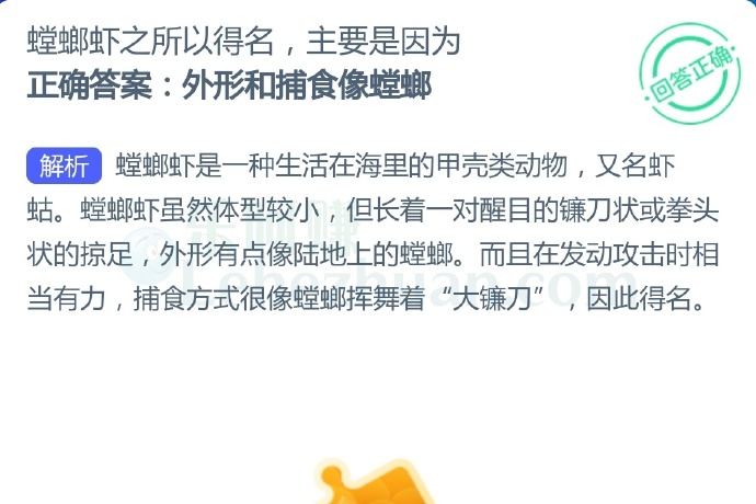 螳螂虾之所以得名,主要是因为?