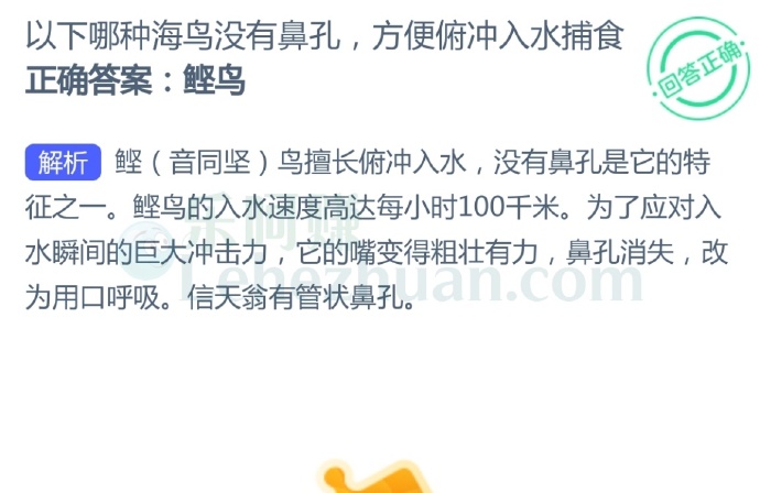 以下哪种海鸟没有鼻孔,方便俯冲入水捕食?