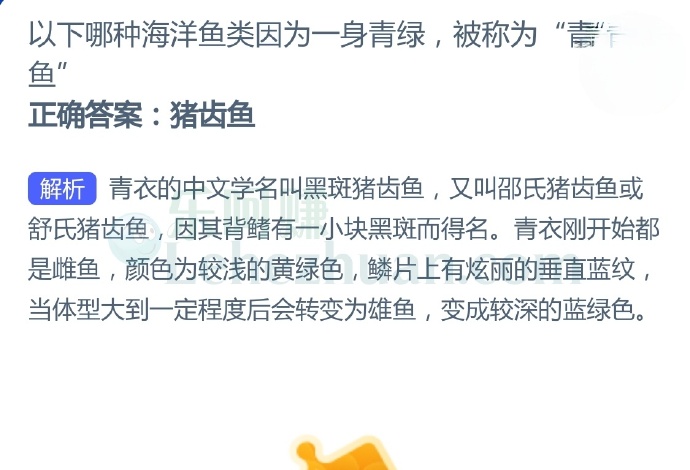 以下哪种海洋鱼类因为一身青绿,被称为“青衣鱼”?