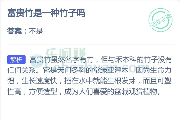 富贵竹是一种竹子吗?