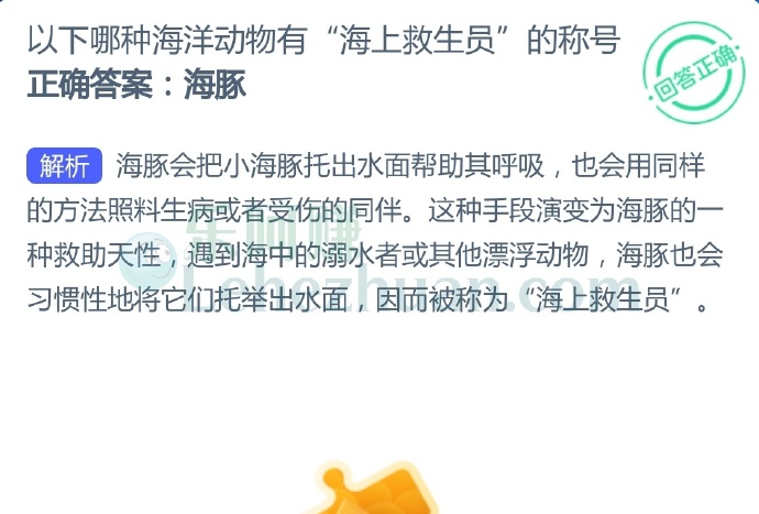 海豚有“海上救生员”的称号