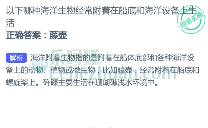 以下哪种海洋生物经常附着在船底和海洋设备上生活?