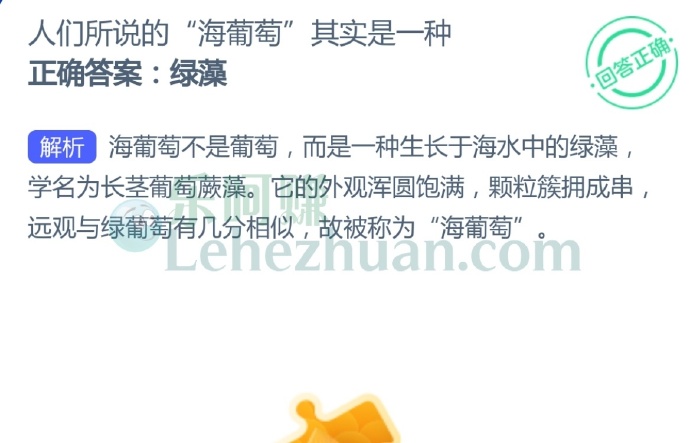 人们所说的“海葡萄”其实是一种?