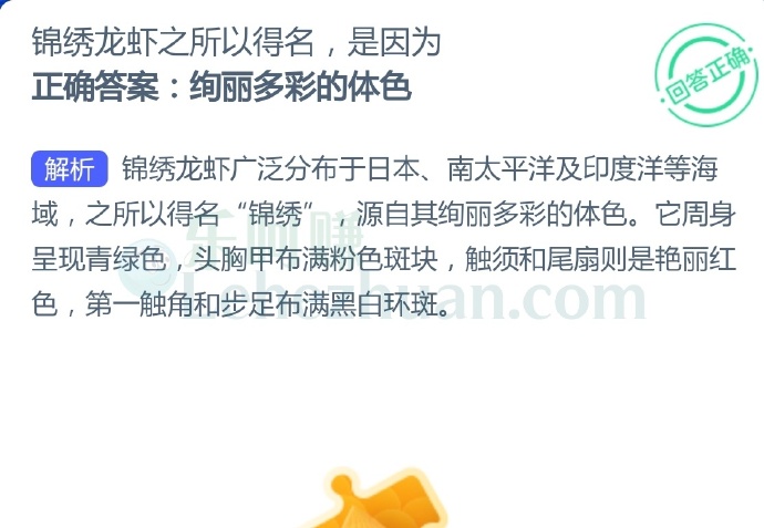 锦绣龙虾之所以得名,是因为?